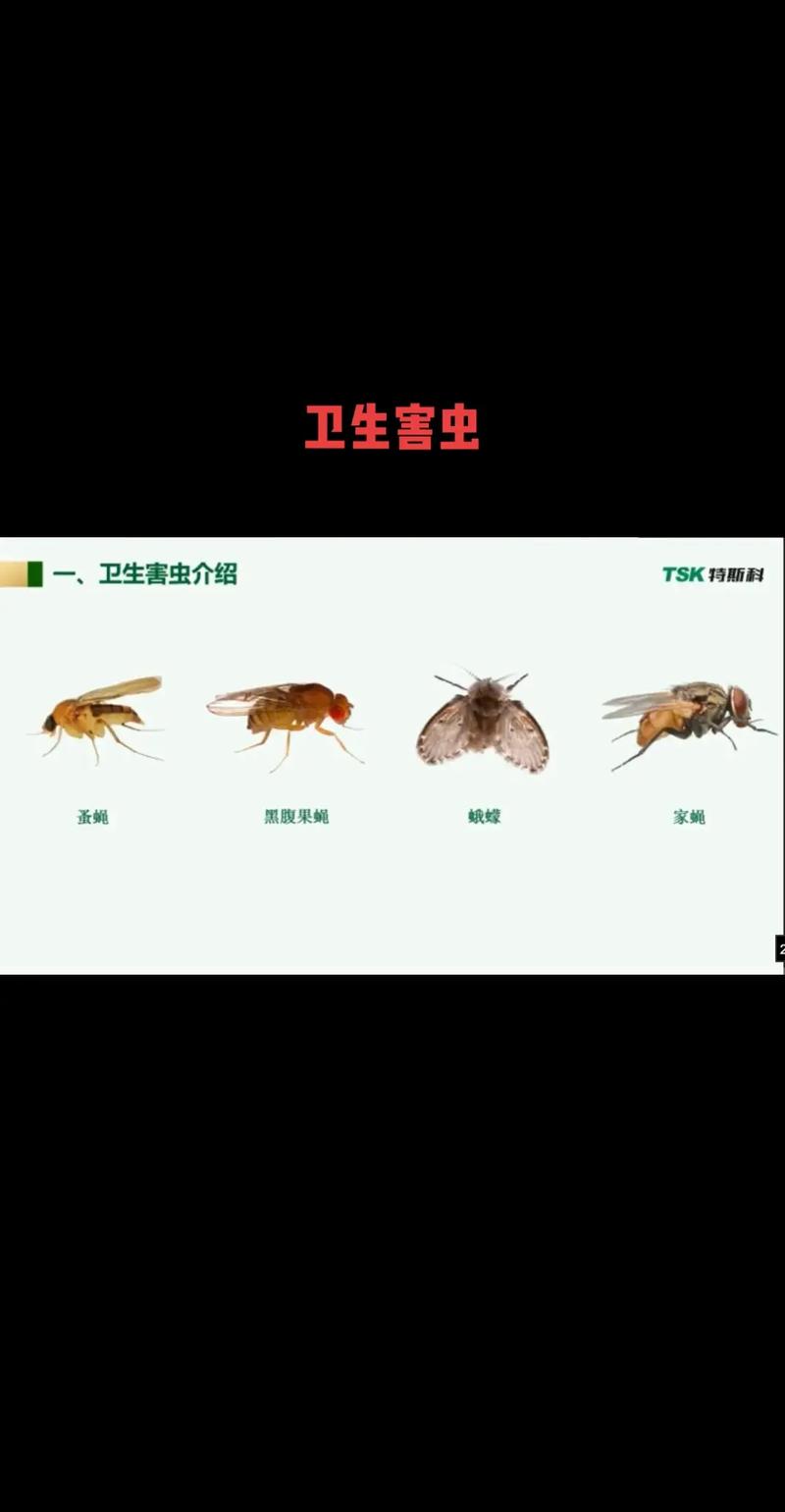 常見家（jiā）庭害蟲蚤蠅的習性、危害及防治重要性全解析
