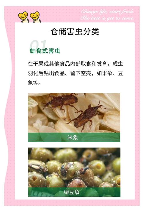 脊胸露（lù）尾甲：倉（cāng）儲（chǔ）害蟲及家庭潛在威脅，形態習性防治全解析