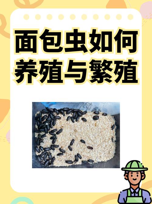黃粉蟲養殖階段蟲害防治方法，蟎類甲蟲危（wēi）害及應對（duì）